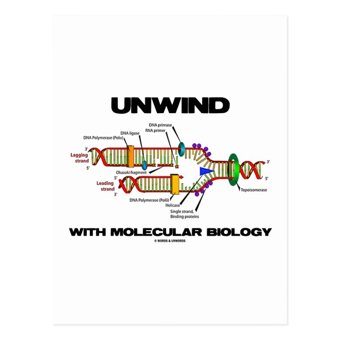 Unwind With Molecular Biology (DNA Replication) Postcards