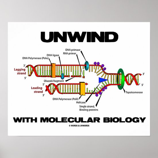 Unwind With Molecular Biology (DNA Replication) Poster