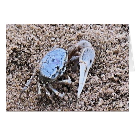 Up Close and Dirty ! Fiddler Crab Cards (Front Horizontal)