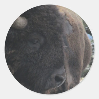 Up Close and Personal Classic Round Sticker