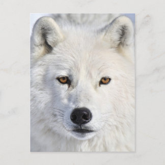 up close and personal.jpg postcard