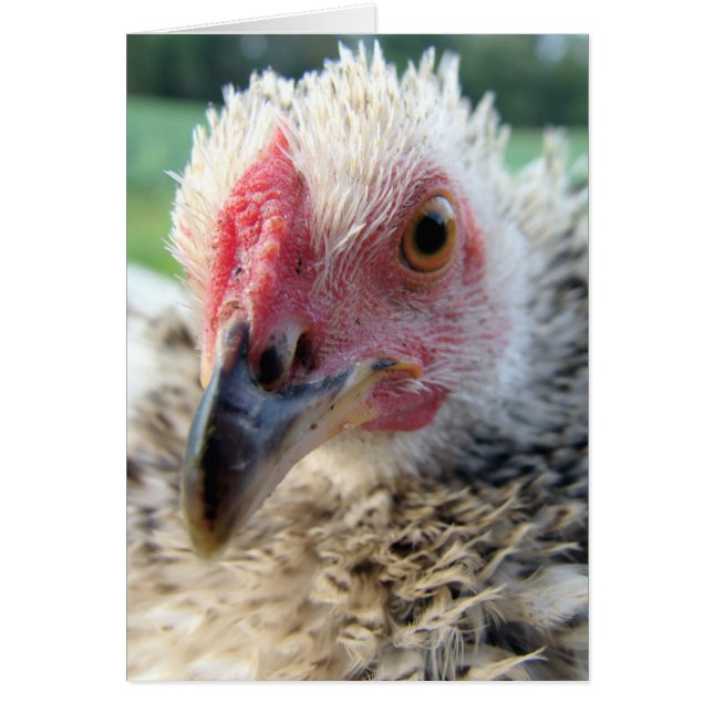 Up Close and Personal With a Frizzle Cards (Front)
