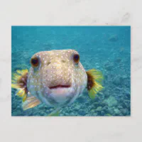 Up Close Face of a Puffer Fish Arothron Hispidus Postcard