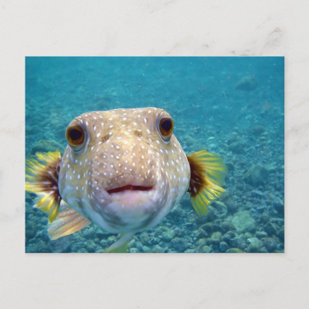 NEW AND BOXED. SHARP NOSED PUFFER MARINE FISH WALL CLOCK 