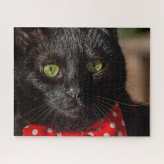 Up Close of a Black Cat