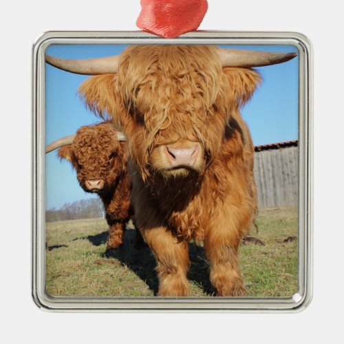 Up Close of Scottish Highland Cows Metal Ornament