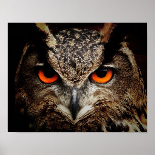 Up Close Owl with Orange Eyes Poster