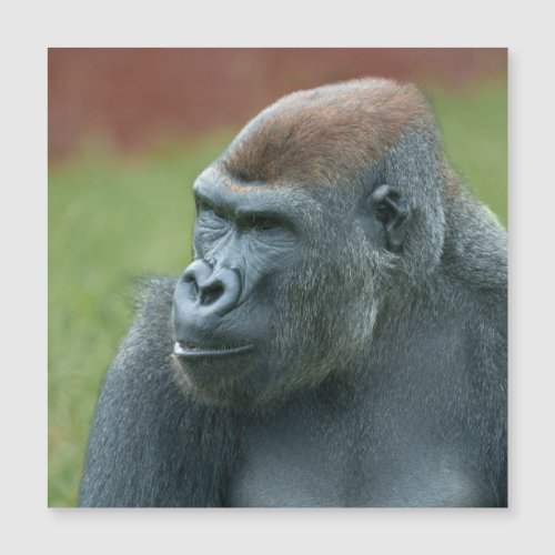 Up Close with Gorilla Lope Enchanting Portrait of