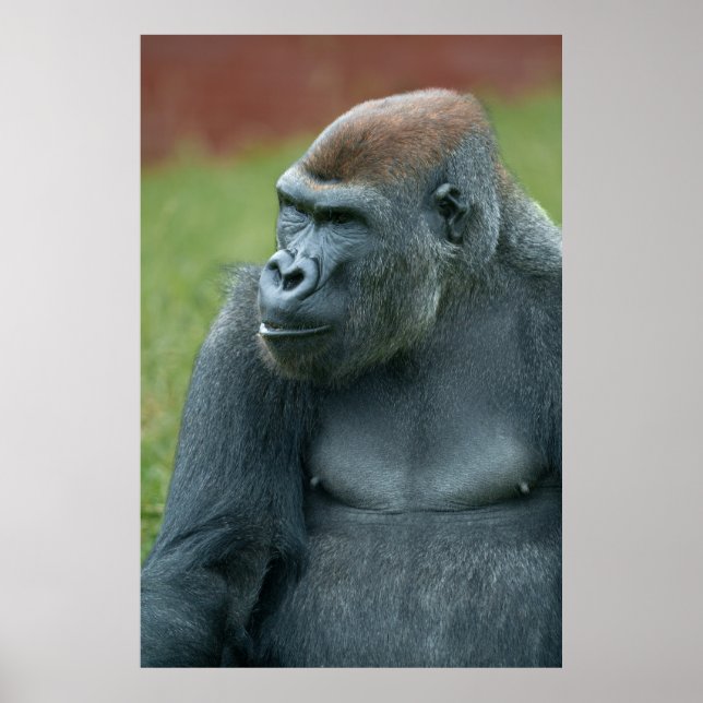 Up Close with Gorilla Lope: Enchanting Portrait of Poster (Front)