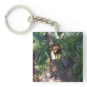 "Up in Trees: An Australian Tree Kangaroo Climbs Keychain
