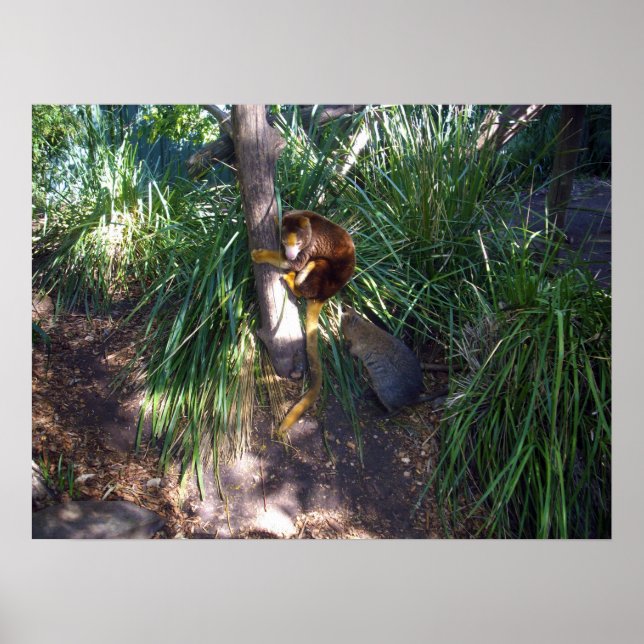 "Up in Trees: An Australian Tree Kangaroo Climbs Poster (Front)