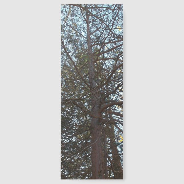 Up Through the Branches Bookmarks (Front)