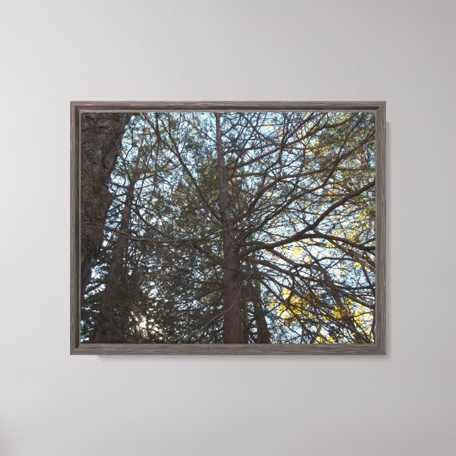 Up Through the Branches Canvas Print (Front)