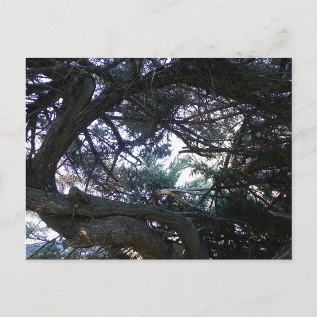 Up through the trees postcard (Front)