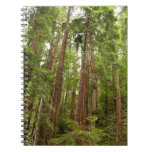 Up to Redwoods at Muir Woods National Monument Spiral Notebook