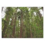 Up to Redwoods at Muir Woods National Monument Tissue Paper