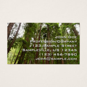 Up to Redwoods I at Muir Woods National Monument