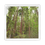 Up to Redwoods I at Muir Woods National Monument Acrylic Tray