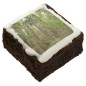 Up to Redwoods I at Muir Woods National Monument Brownie (Angled)