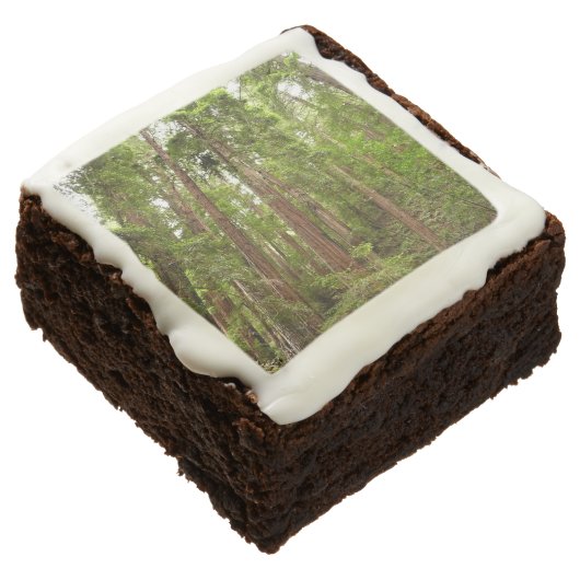 Up to Redwoods I at Muir Woods National Monument Brownie (Angled)