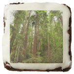 Up to Redwoods I at Muir Woods National Monument Brownie