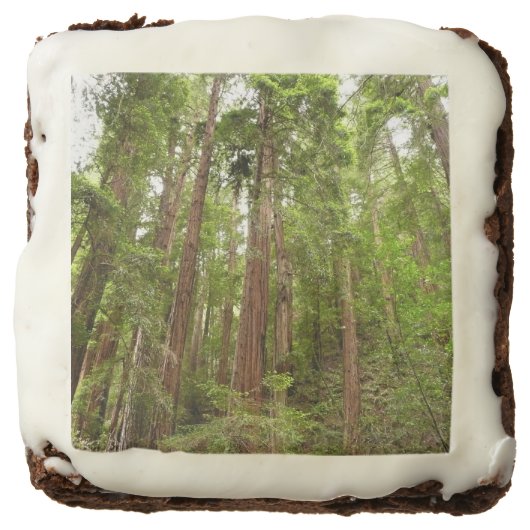 Up to Redwoods I at Muir Woods National Monument Brownie (Front)