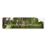 Up to Redwoods I at Muir Woods National Monument Bumper Sticker