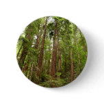 Up to Redwoods I at Muir Woods National Monument Button