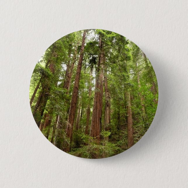 Up to Redwoods I at Muir Woods National Monument Button (Front)