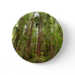 Up to Redwoods I at Muir Woods National Monument Button