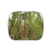 Up to Redwoods I at Muir Woods National Monument Candy Tin (Top)