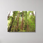 Up to Redwoods I at Muir Woods National Monument Canvas Print