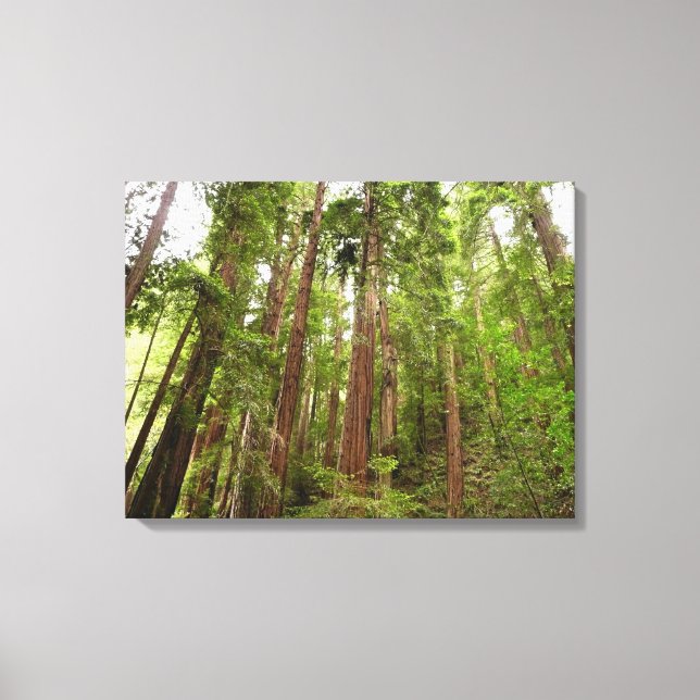 Up to Redwoods I at Muir Woods National Monument Canvas Print (Front)