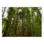 Up to Redwoods I at Muir Woods National Monument Card