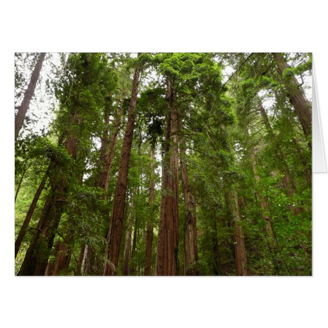 Up to Redwoods I at Muir Woods National Monument Card (Front Horizontal)