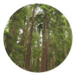 Up to Redwoods I at Muir Woods National Monument Classic Round Sticker