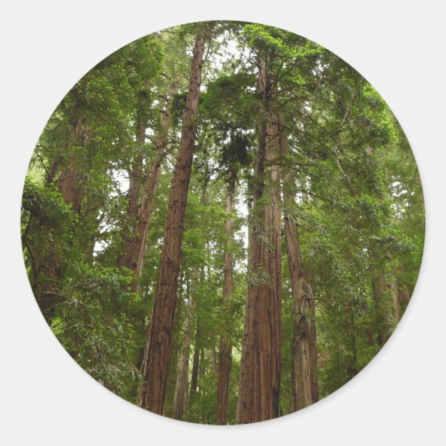 Up to Redwoods I at Muir Woods National Monument Classic Round Sticker (Front)