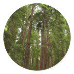Up to Redwoods I at Muir Woods National Monument Classic Round Sticker