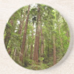 Up to Redwoods I at Muir Woods National Monument Coaster
