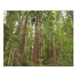 Up to Redwoods I at Muir Woods National Monument Faux Canvas Print