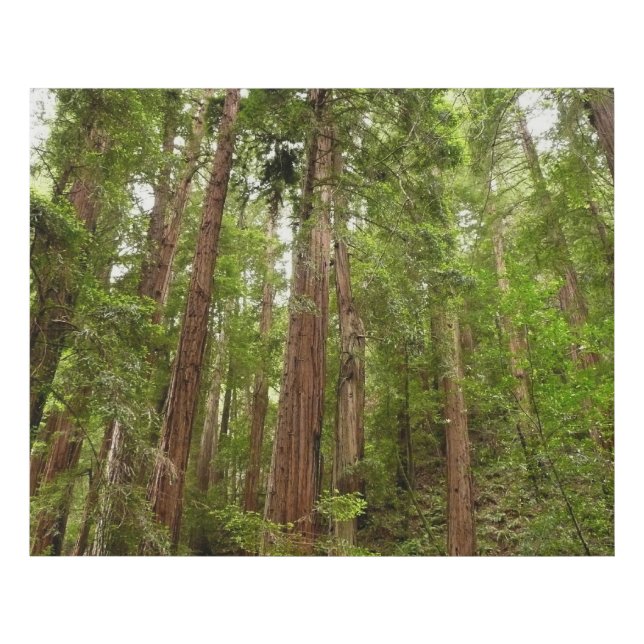 Up to Redwoods I at Muir Woods National Monument Faux Canvas Print (Front)