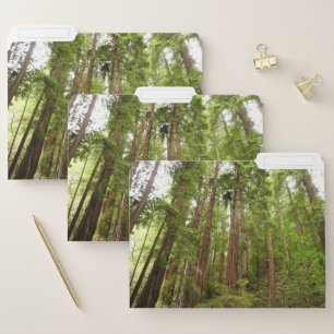 Up to Redwoods I at Muir Woods National Monument File Folder