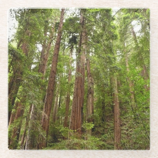 Up to Redwoods I at Muir Woods National Monument Glass Coaster (Front)