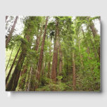 Up to Redwoods I at Muir Woods National Monument Guest Book