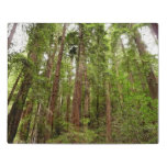 Up to Redwoods I at Muir Woods National Monument Jigsaw Puzzle
