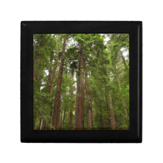 Up to Redwoods I at Muir Woods National Monument Keepsake Box