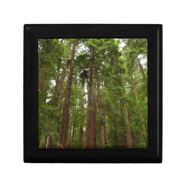 Up to Redwoods I at Muir Woods National Monument Keepsake Box (Front)