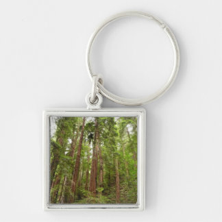 Up to Redwoods I at Muir Woods National Monument Keychain