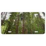 Up to Redwoods I at Muir Woods National Monument License Plate
