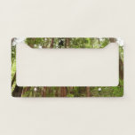 Up to Redwoods I at Muir Woods National Monument License Plate Frame